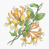 Bergamot & Citrus